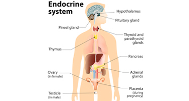 Endocrine Surgery Image | Arizona Advanced Surgery